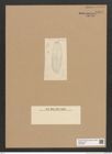 Diatomeae indet. Zeichnungen Sammlung Grunow Nr. 6353 (NHMW-BOT-W0375003)